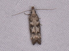 Dichomeris inversella