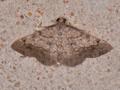 Frederickia nigricomma