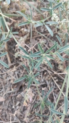 Medicago falcata