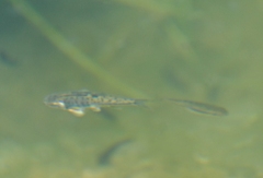 Phoxinus septimaniae