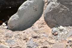 Sphecidae