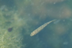 Phoxinus septimaniae