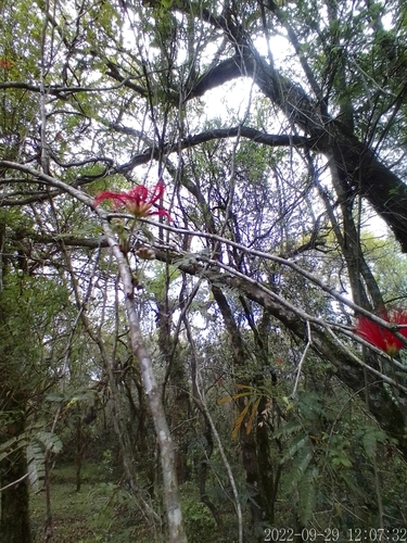 Image of Calliandra tweediei by no rights reserved