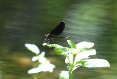 Calopteryx haemorrhoidalis