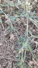 Medicago falcata