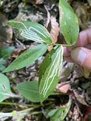 Agromyzidae