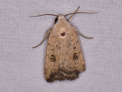Micrathetis triplex