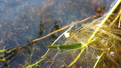 Utricularia radiata