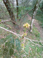 Calliandra tweediei