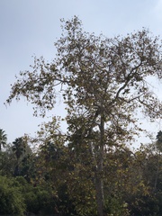 Platanus racemosa