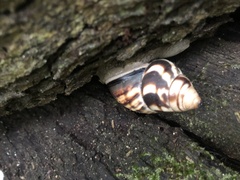 Orthalicus princeps