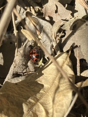 Platyphora congregata