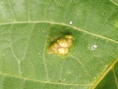 Aceria erinea