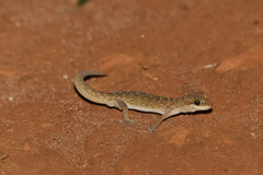 Hemidactylus squamulatus
