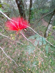 Calliandra tweediei