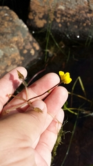 Utricularia radiata