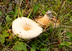 Lactarius repraesentaneus