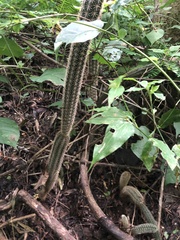 Acanthocereus oaxacensis