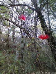 Calliandra tweediei