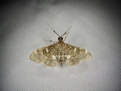 Piletocera sodalis
