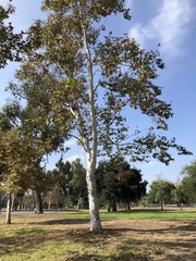 Platanus racemosa