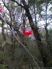 Calliandra tweediei