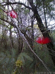 Calliandra tweediei