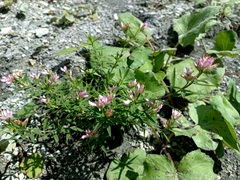 Trifolium lupinaster