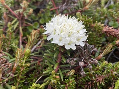 Rhododendron tomentosum