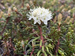 Rhododendron tomentosum