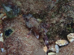 Scorpaena maderensis