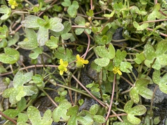 Ranunculus hyperboreus