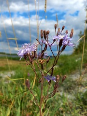 Lactuca sibirica