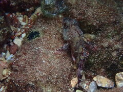 Scorpaena maderensis