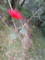 Calliandra tweediei