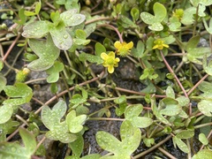 Ranunculus hyperboreus