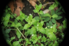Stellaria neglecta