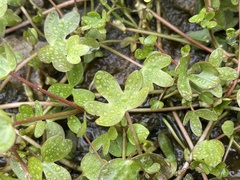 Ranunculus hyperboreus