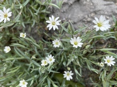 Stellaria longipes