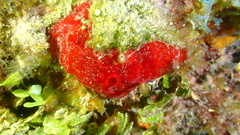 Phorbas amaranthus