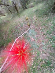 Calliandra tweediei