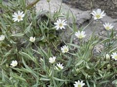 Stellaria longipes
