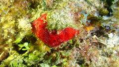 Phorbas amaranthus