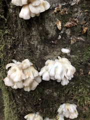 Pleurotus