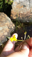 Utricularia radiata