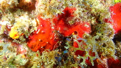 Phorbas amaranthus
