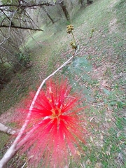 Calliandra tweediei