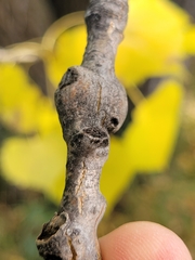 Euhexomyza schineri