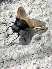 Esenbeckia