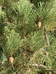Pinus nigra